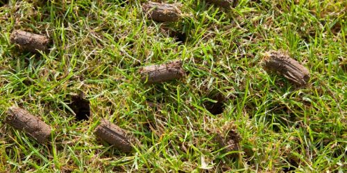 Lawn Aeration and Overseeding
