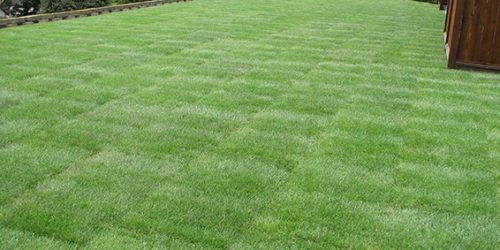 Sod Installation, Sod Installer, New Sod, Sod Company, Sod Contractor